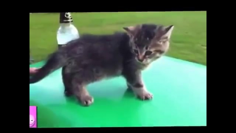 Видео Подборка Приколов с Животными Кошки Собаки Смешные