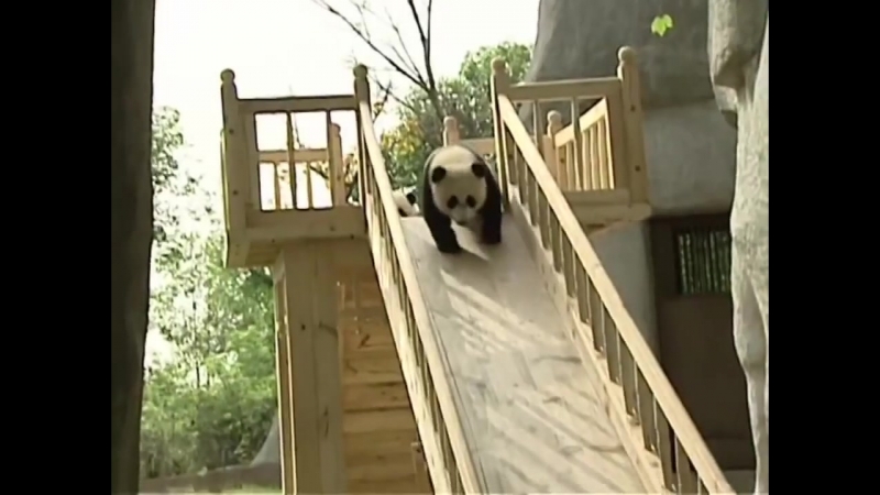 Cute pandas playing on the