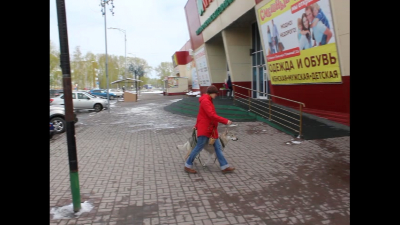 Чехословацкий влчак Lado Welta z Lasów Preczowskich( Cassanova Srdcerváč X Jadiel z