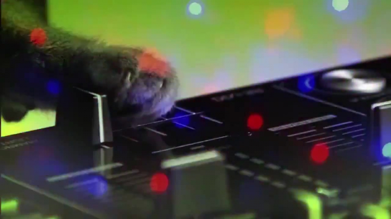 Кошачья