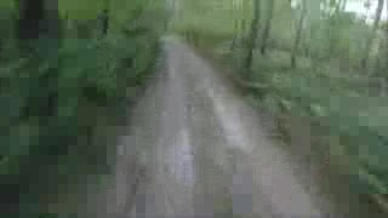 Bear Attack on Human Compilation