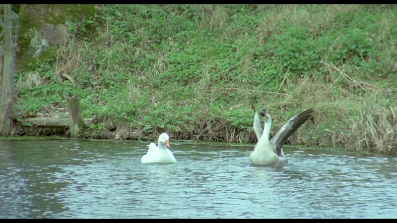 Brigitte Lahaie, Marianne Aubert, Petra van Hoven, Elke Sjöberg, Evelyne Lang Nude - Sechs Schwedinnen Auf Der Alm (1983) 1080p