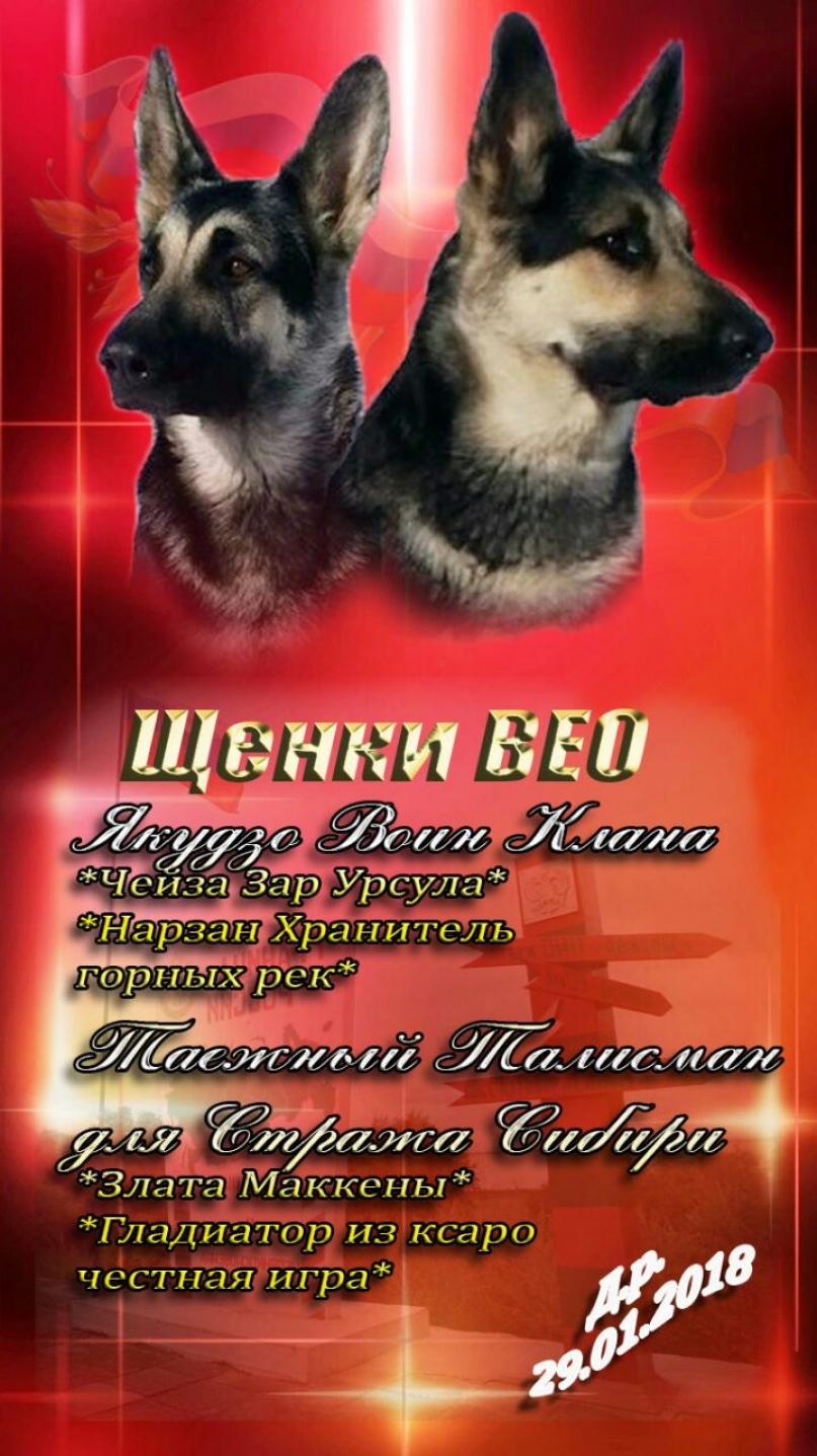 С днем рождения кинологу