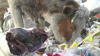 Защитник природы назвал ситуацию с мусором в Бичуре апокалипсисом