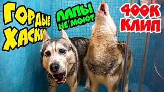 ГОРДЫЕ ХАСКИ ЛАПЫ НЕ МОЮТ! 🐺 КЛИП на  ПОДПИСЧИКОВ (Хаски Бандит feat Mister Booble)