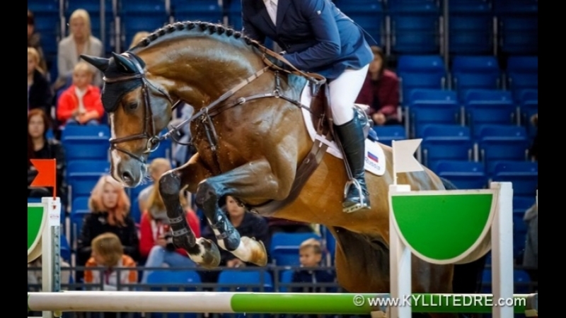 Sale level 140 cm stallion, born