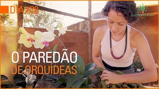 Orqudea SEM flor Use neste arranjo LINDO