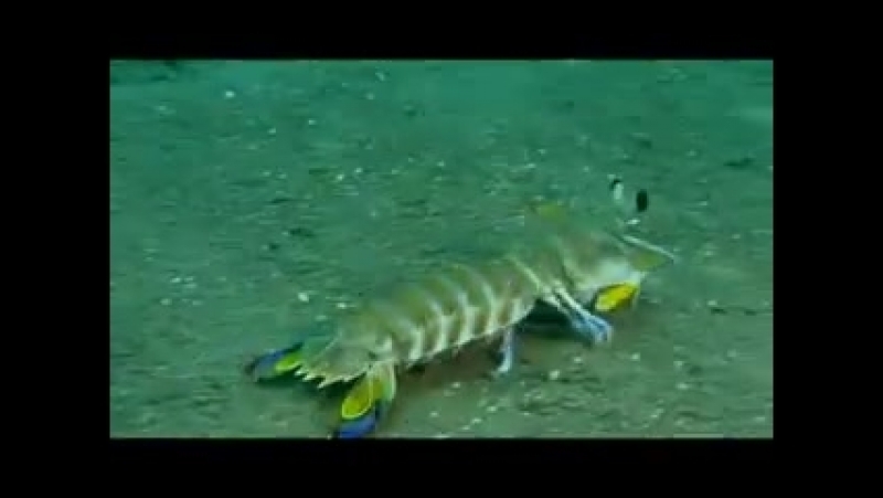 3 G BBC: The Blue Planet 5