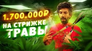 $27000 на СТРИЖКЕ ТРАВЫ! Работа иммигранта в США