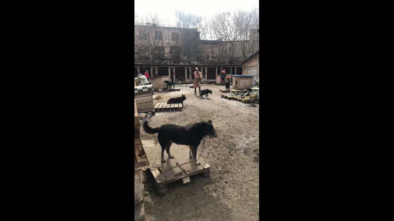 Live: Передержка собакМокрый нос КРООЗЖ Дари