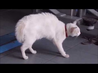Коты противостоят собаке. Два злобных сторожевых кота на защите своей территории.