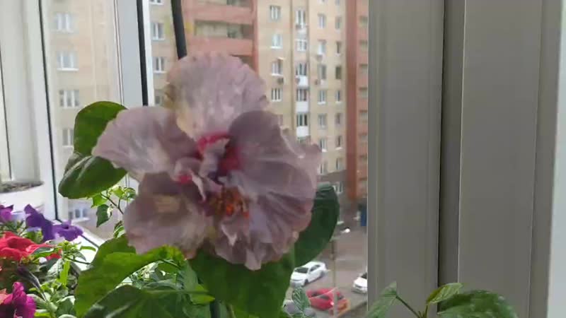 Аллюринг Диамонд. Alluring Diamond. Гибискус. Новинка в