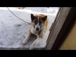 станок зубр ЗТШМ 150/686Л под ленту 50 на 686 мм (в работе уже 2 год и еще не подводил).