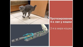 Протезирование 4-х лап у кошки после перенесенной ампутации