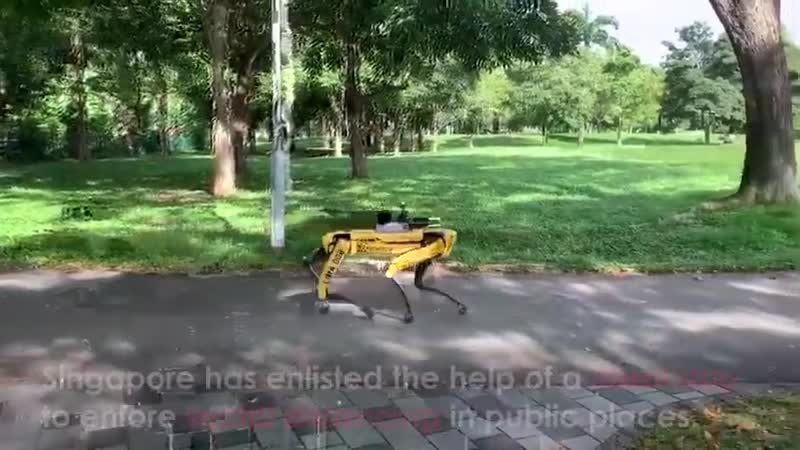 Robot Dog Patrols Singapore to Enforce Social