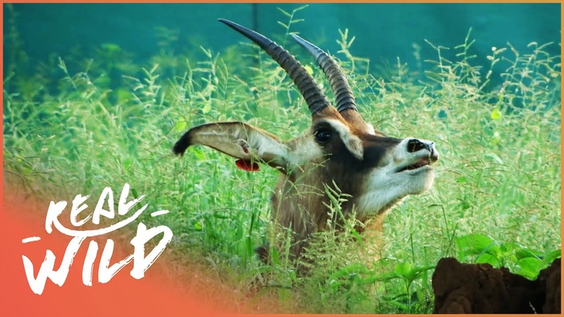 Darting And Tranquillising Wild Animals, Capture Wild School, Real