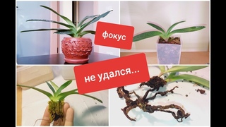 реанимация орхидеи по методу Др. Хуссейна: мое полное ФИАСКО