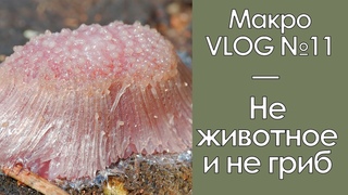Не животное и не гриб / МакроVLOG №11 /