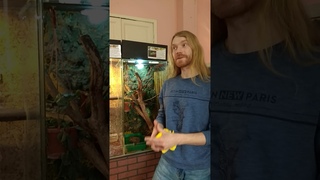 Гигантский зеленый веслоног (Polypedates dennysii) часть первая