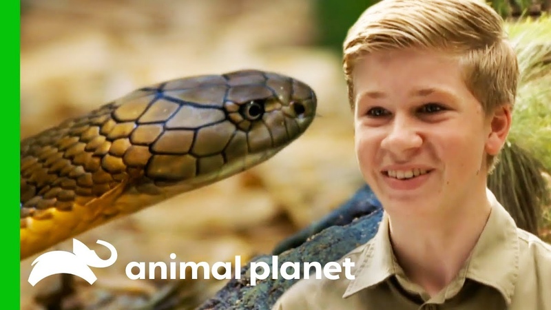 Robert Irwin Helps Wes Wrangle A Deadly King Cobra, Crikey Its The