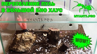 Переселение Муравьев Пуль