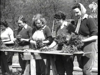 Planting Trees Issue Title - Growing Up! (1943)