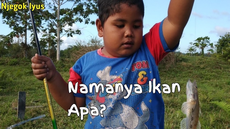 BENAR BENAR JAGO MANCING, MAKIN SORE MAKIN