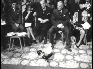 Feather In Your Hat (1963)