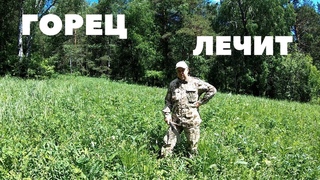 Горец Змеиный от диареи кроликам, можно и людям