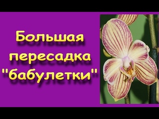 ТЯЖЕЛАЯ пересадка ОРХИДЕИ из-за.....ОТЛИЧНЫХ корней.Орхидея - БАБУЛЕТКА (пелорик).