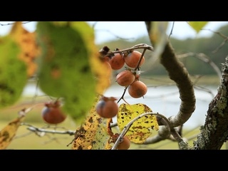 Persimmon - Native Fruit Trees for Wildlife