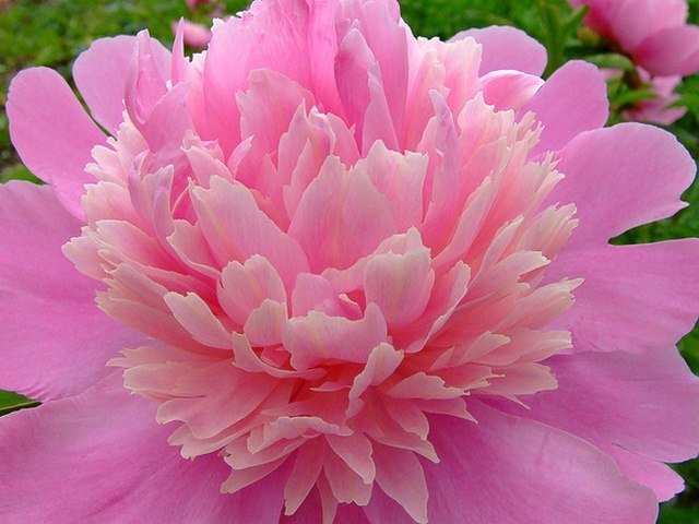 Ларьяна Алексеева | Якутск