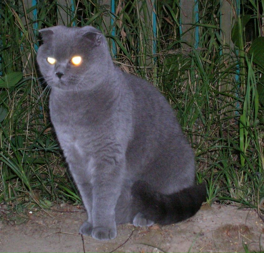 Михаил Ларионов | 