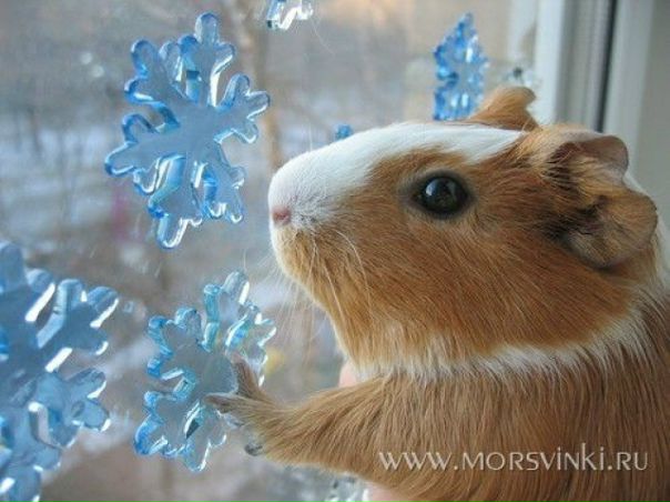 №127, Джамиля Сотавова, Москва №127, Джамиля Сотавова, Москва