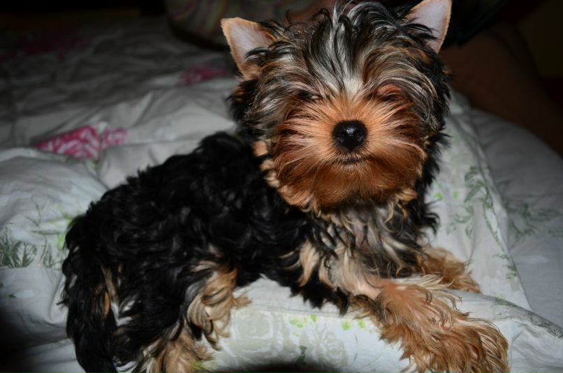 Виталий Вешкин iostream | Макеевка