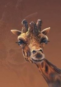 №1, Коля Малищук, Борисполь №1, Коля Малищук, Борисполь