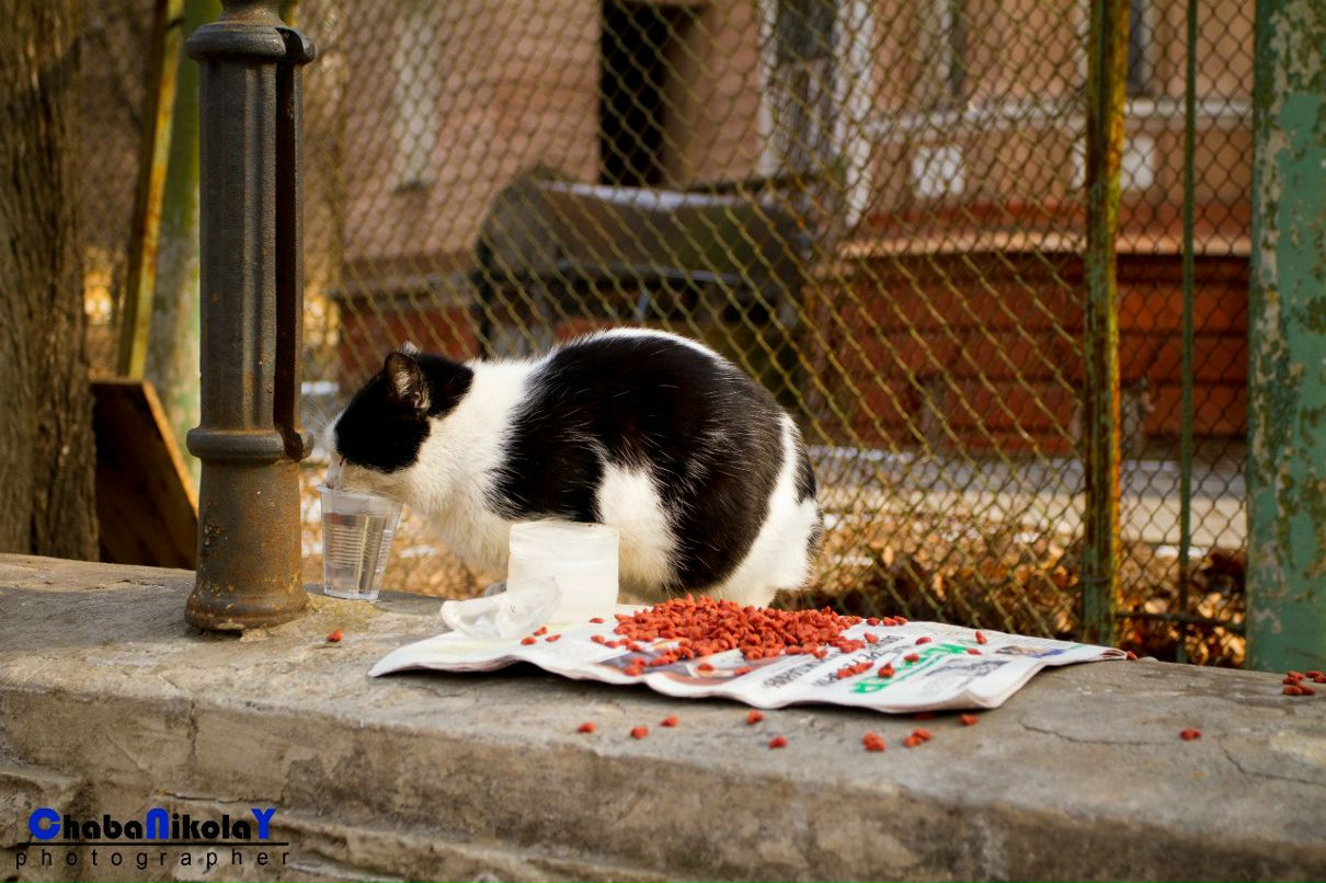 Коля Чабан | Одесса