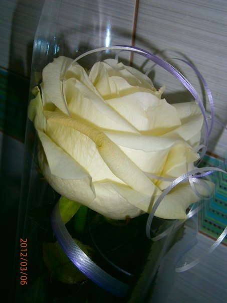 №99, Вероника Клевжиц, 34 года, Минск №99, Вероника Клевжиц, 34 года, Минск