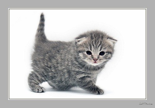 Сергей Иванов | Краснодар