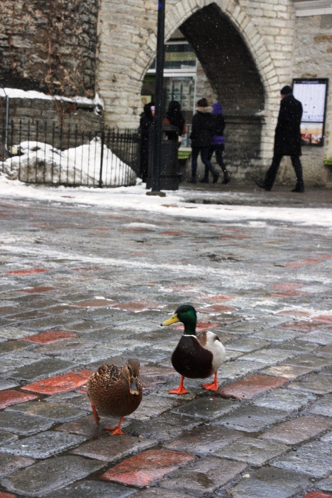 Стася Молчанинова | Москва