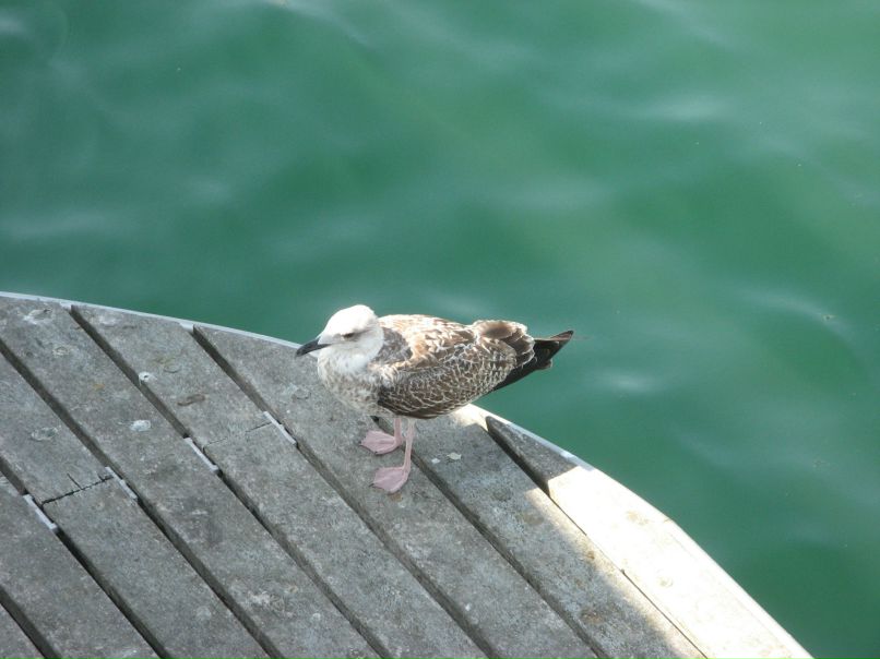 Юлия Николаева | Санкт-Петербург