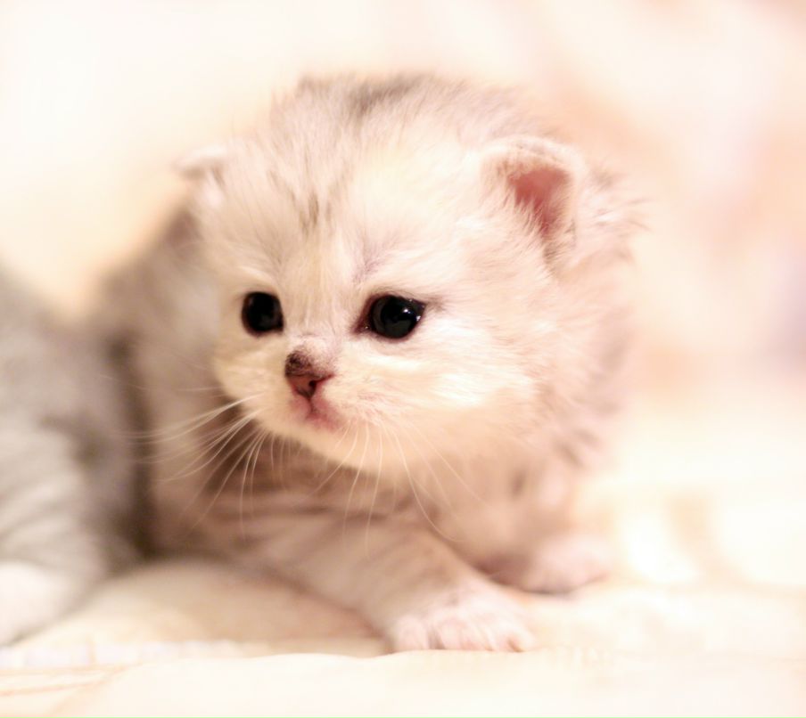 Мария Звенигородская | Ярославль