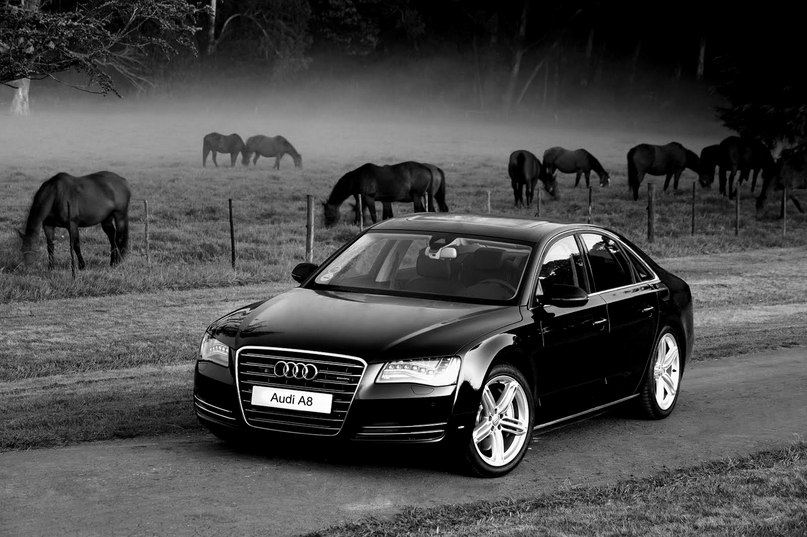 Микола Пшенецький | Черновцы