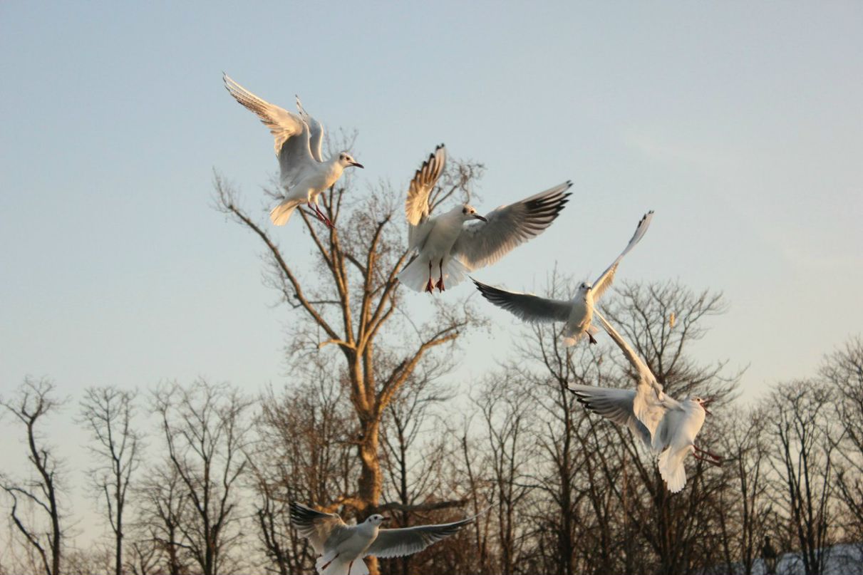 Надежда Молдавская Nadin | Москва