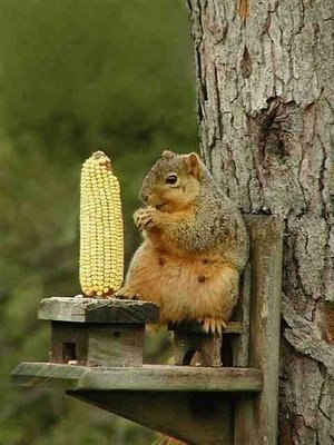 №65, Юля Хоменко, Смела №65, Юля Хоменко, Смела