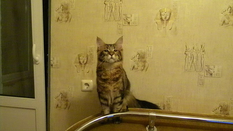 Ванек Хаустов | Санкт-Петербург