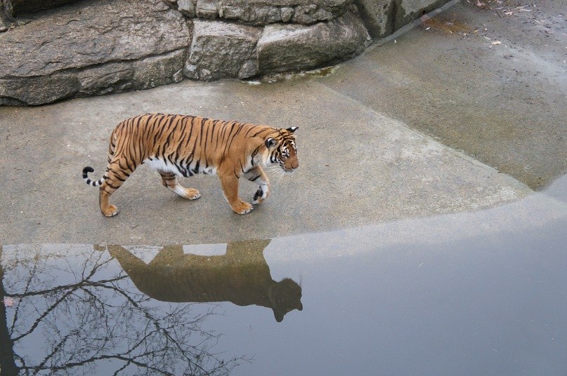 Наталья Кисурина | Санкт-Петербург