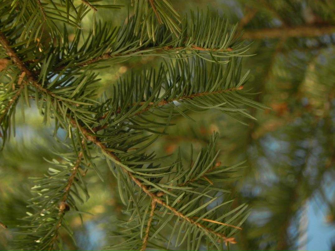 Полина Федоскова Teetotal | Владивосток