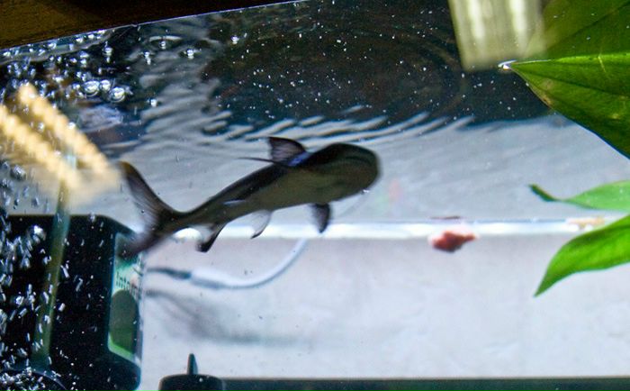 №33, Владислав, Самара №33, Владислав, Самара