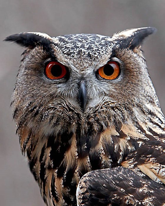 Дмитрий Андреев | Полтава